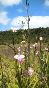 hawaii big island flora flower volcano national park