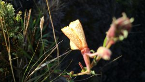 plant flower haleakala unique plantlife hawaii maui