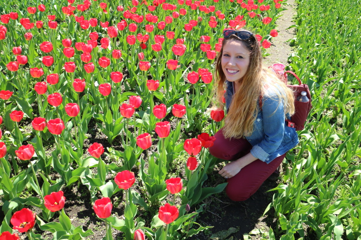5 Tips for Visiting Tulip Time in Holland, MI - Aum Journeys, LLC